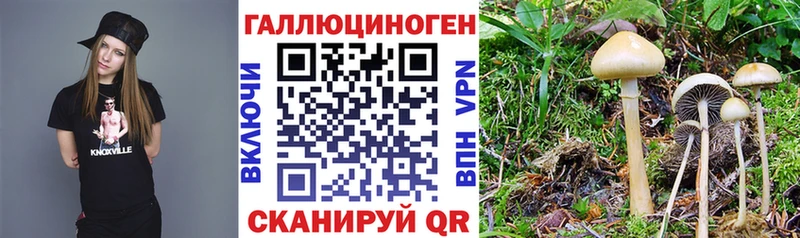 где продают   Белокуриха  это наркотические препараты  Галлюциногенные грибы Cubensis 